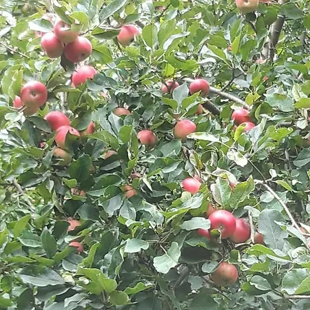 Lundtofthoj Apartmán Aabenraa