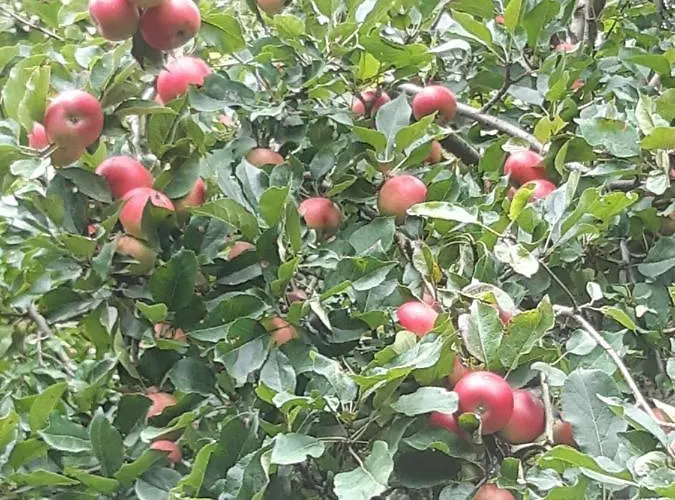 Lundtofthoj Apartman Aabenraa